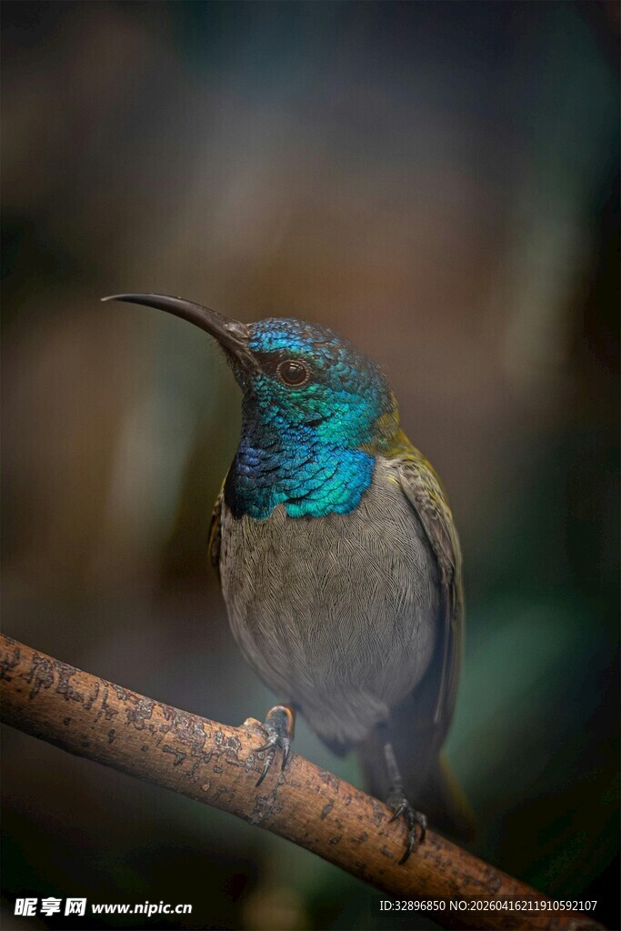 蓝羽小鸟栖于枝头