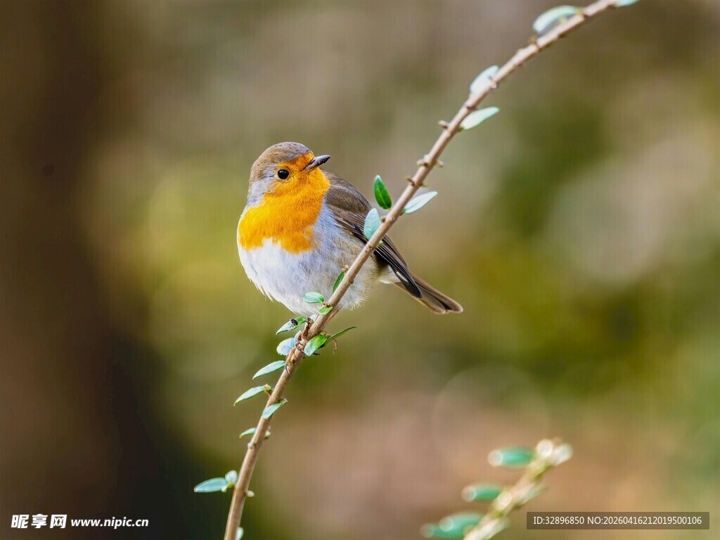 枝头的可爱知更鸟