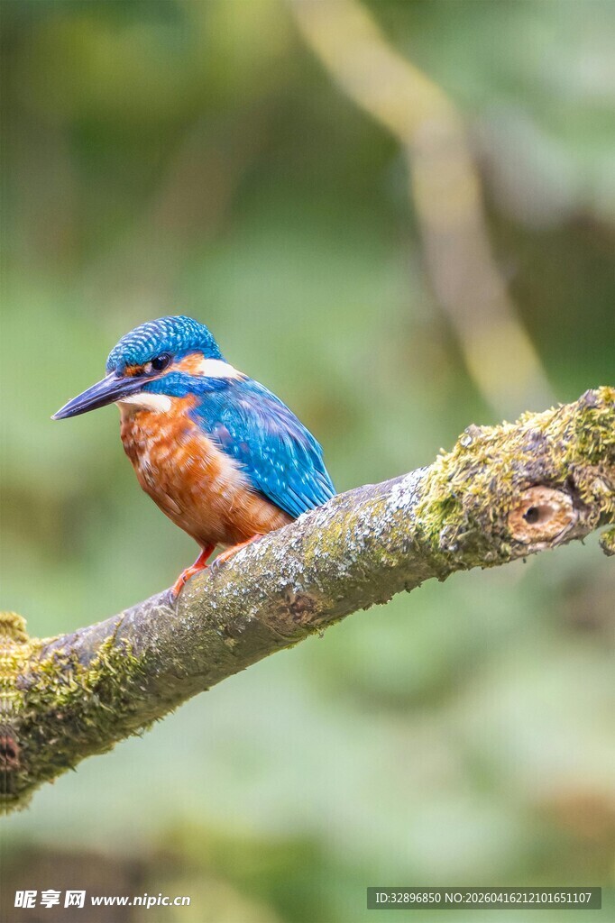 栖息枝头的美丽翠鸟