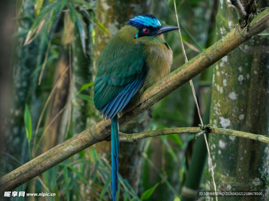 蓝顶翠鴗栖息枝头