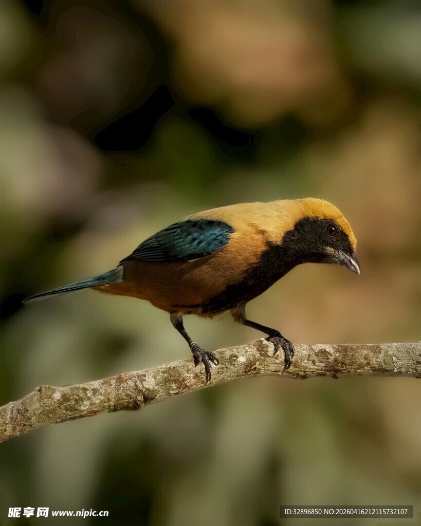 枝头栖息的多彩小鸟