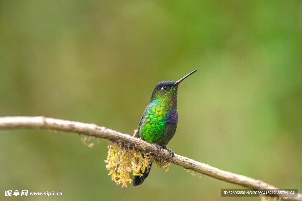枝头翠羽蜂鸟