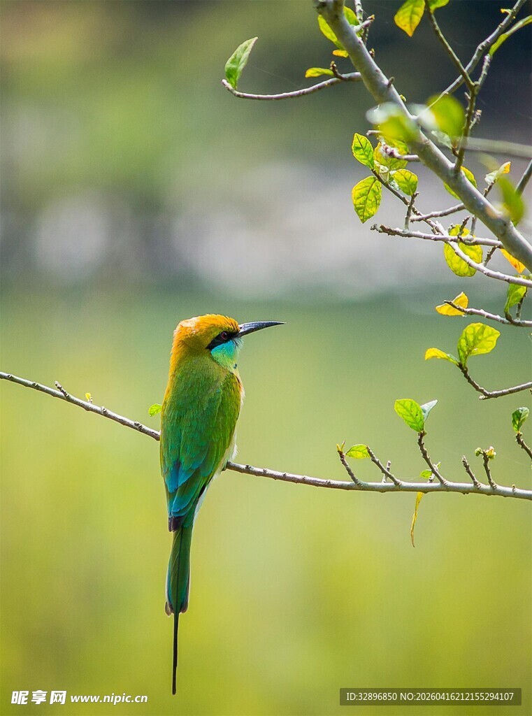 绿羽彩鸟栖于枝头