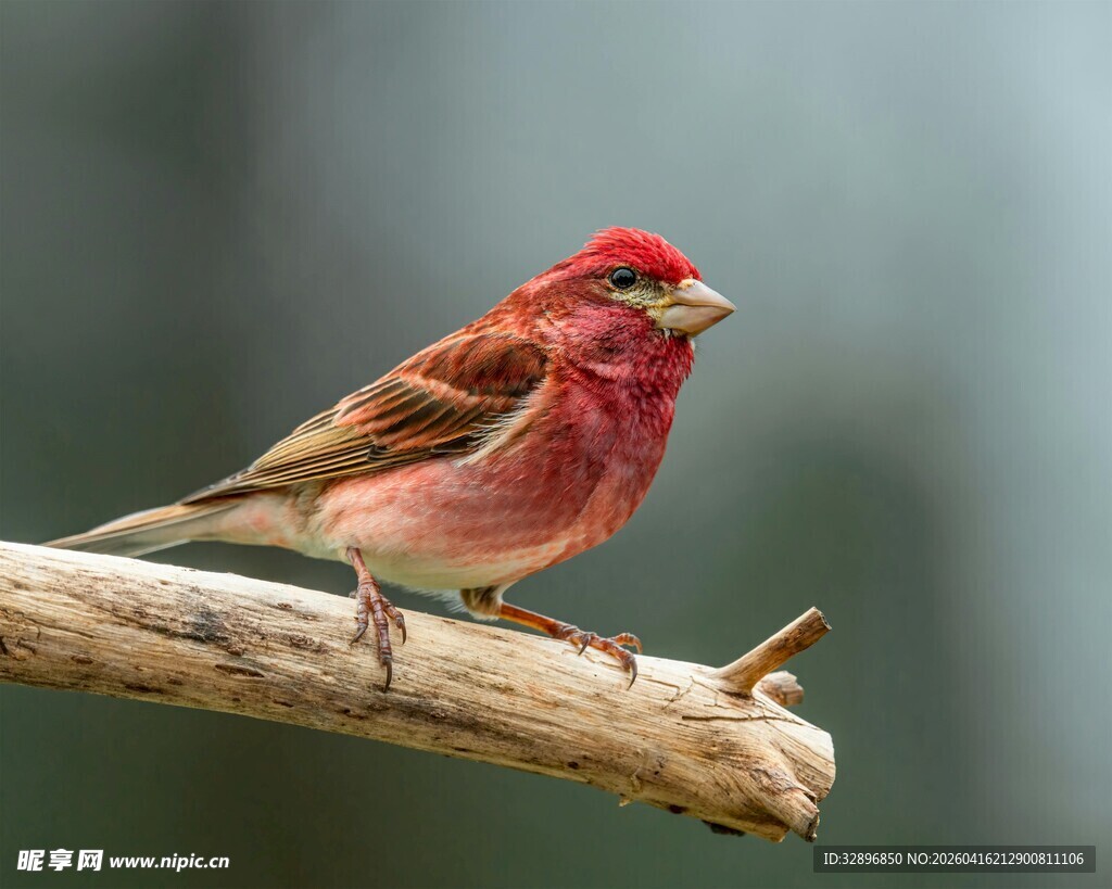 红羽小鸟栖息枝头