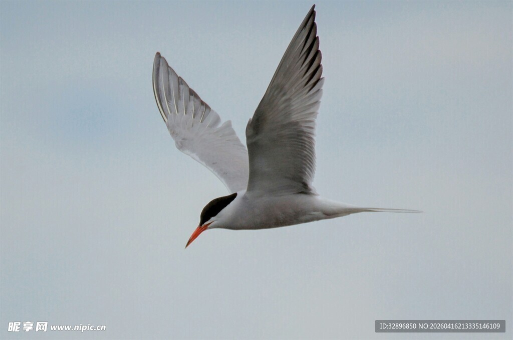 飞翔的燕鸥