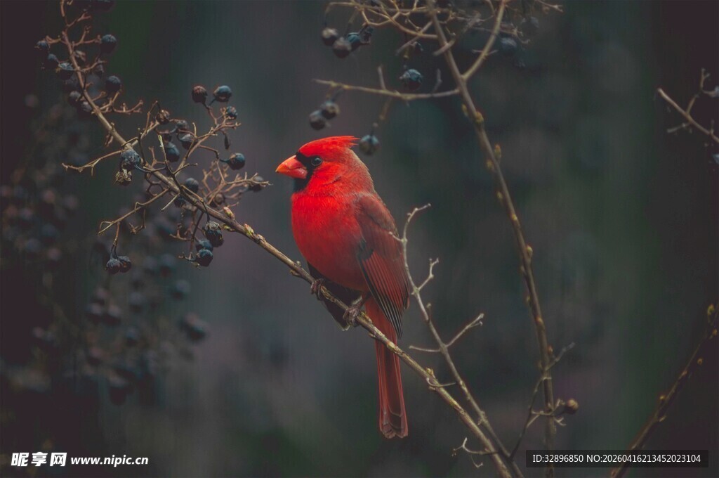 红衣主教鸟栖于细枝