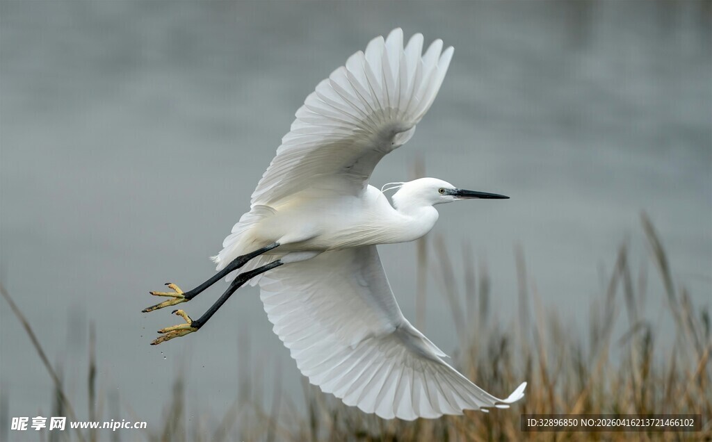 白鹭展翅飞翔于湿地