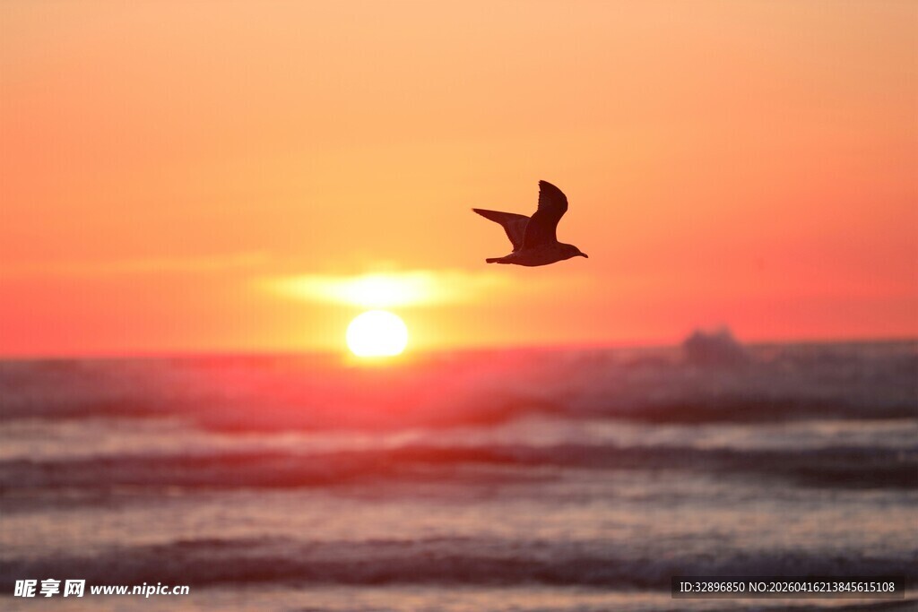 夕阳下飞鸟掠过海面