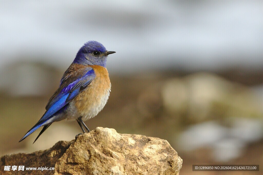 蓝羽小鸟立于岩石上