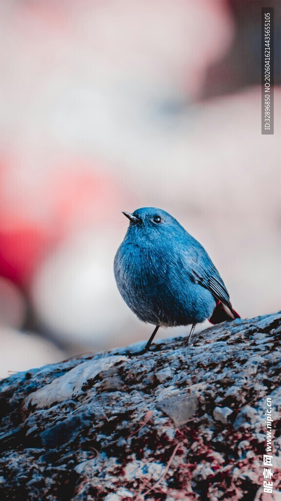 蓝色小鸟栖息于岩石上