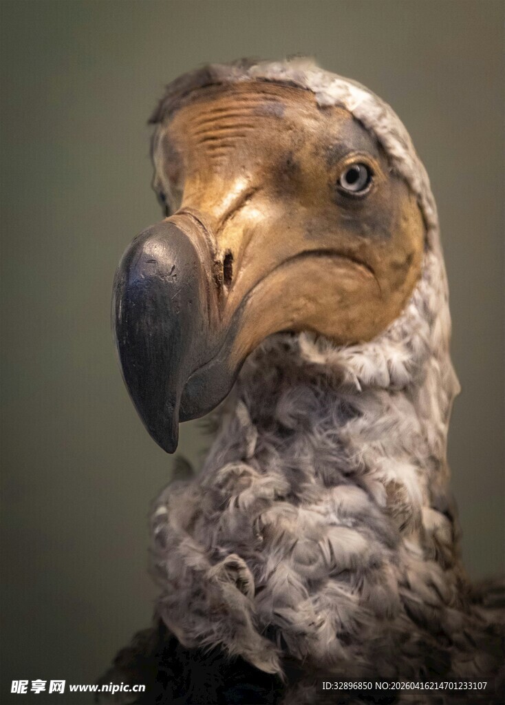 奇异造型的鸟类标本