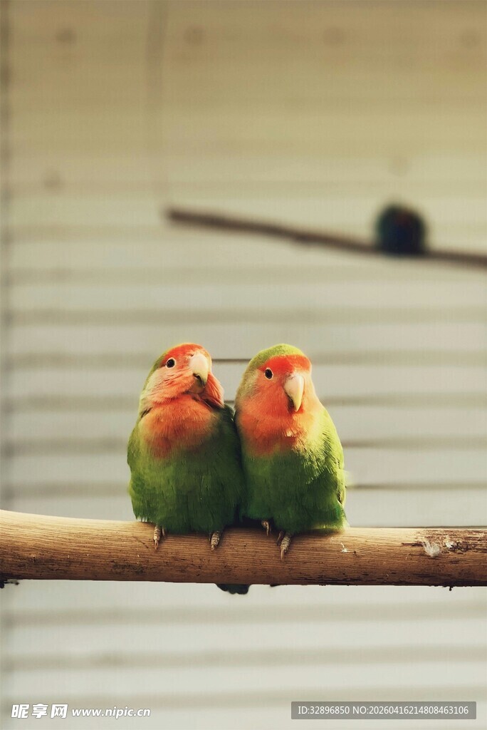 两只色彩鲜艳的情侣鹦鹉