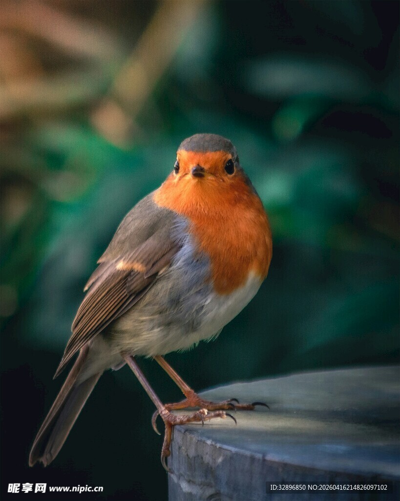 栖息于容器上的橙胸小鸟