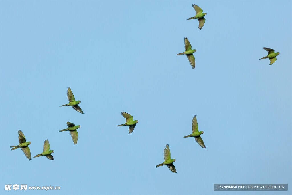 群鸟蓝天翱翔