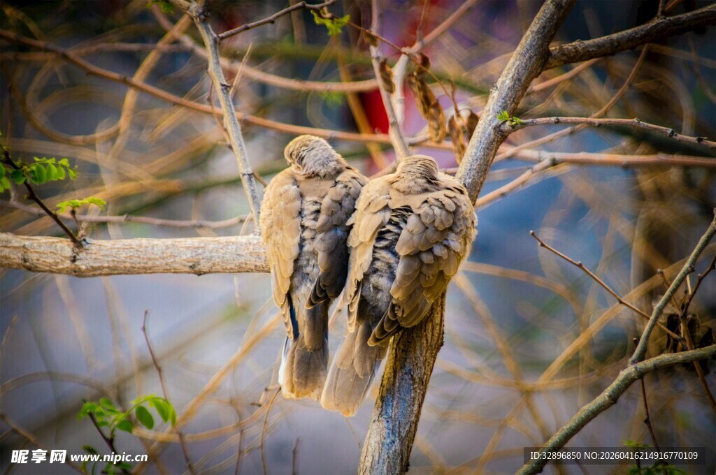 树枝上的奇特鸟巢