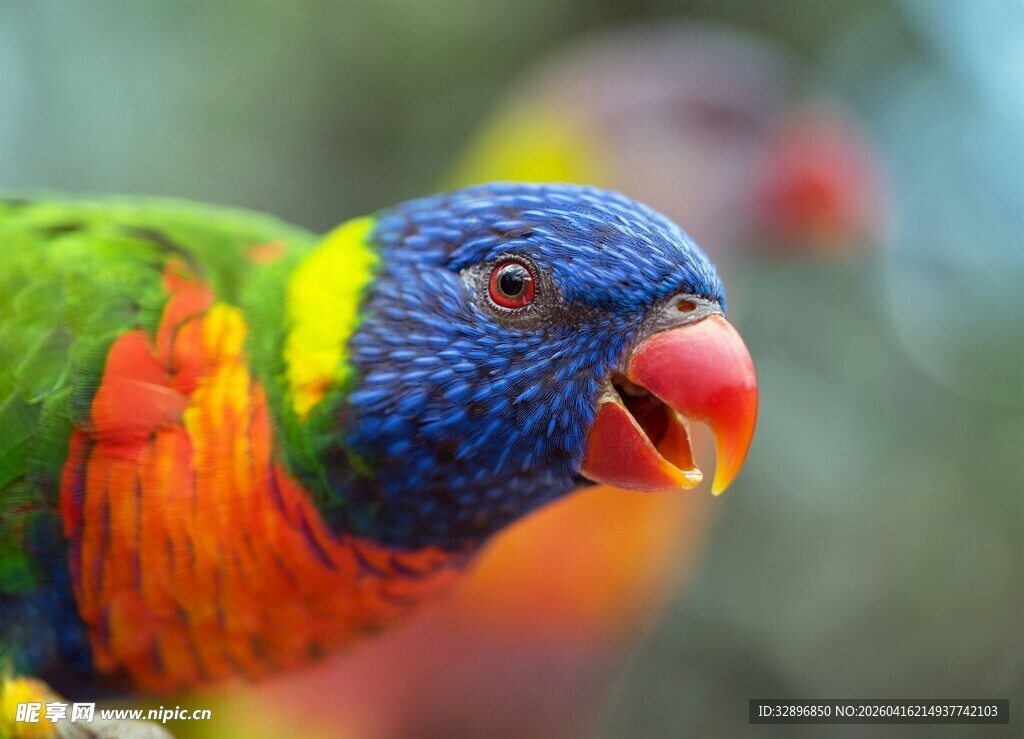 五彩鹦鹉特写