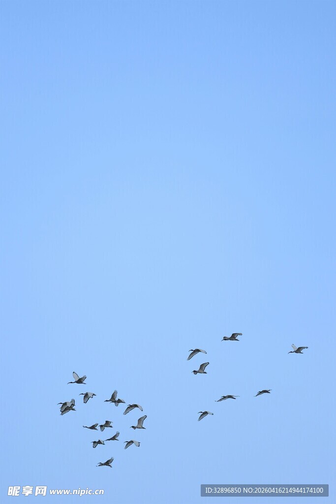 蓝天飞鸟群