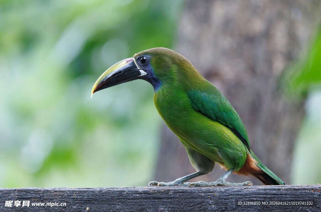 绿羽巨嘴鸟栖息瞬间