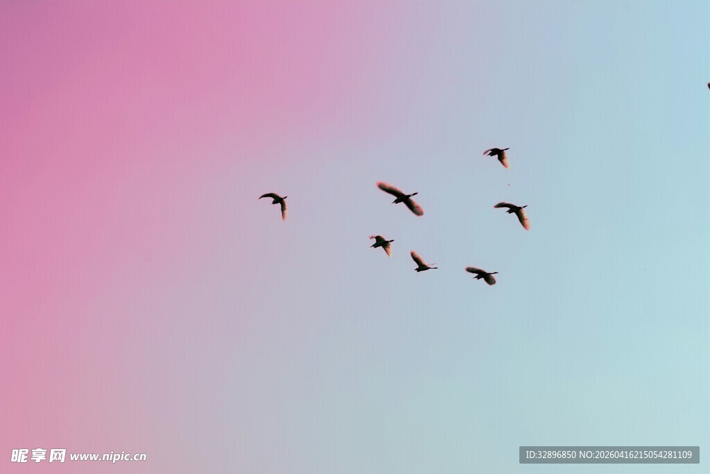 飞鸟于梦幻天空翱翔