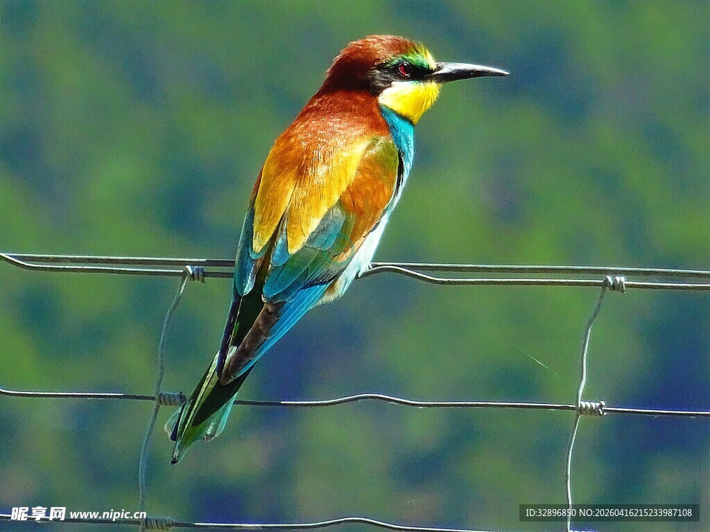 多彩小鸟栖于电线上