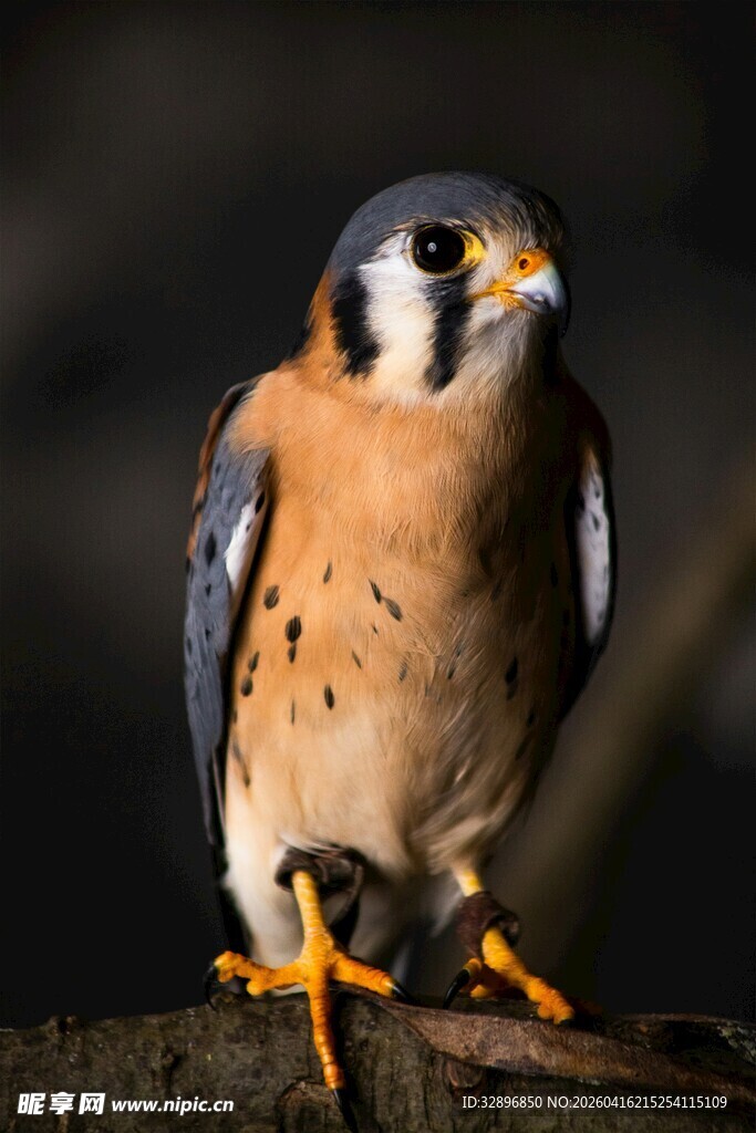 栖息枝头的美丽美洲隼