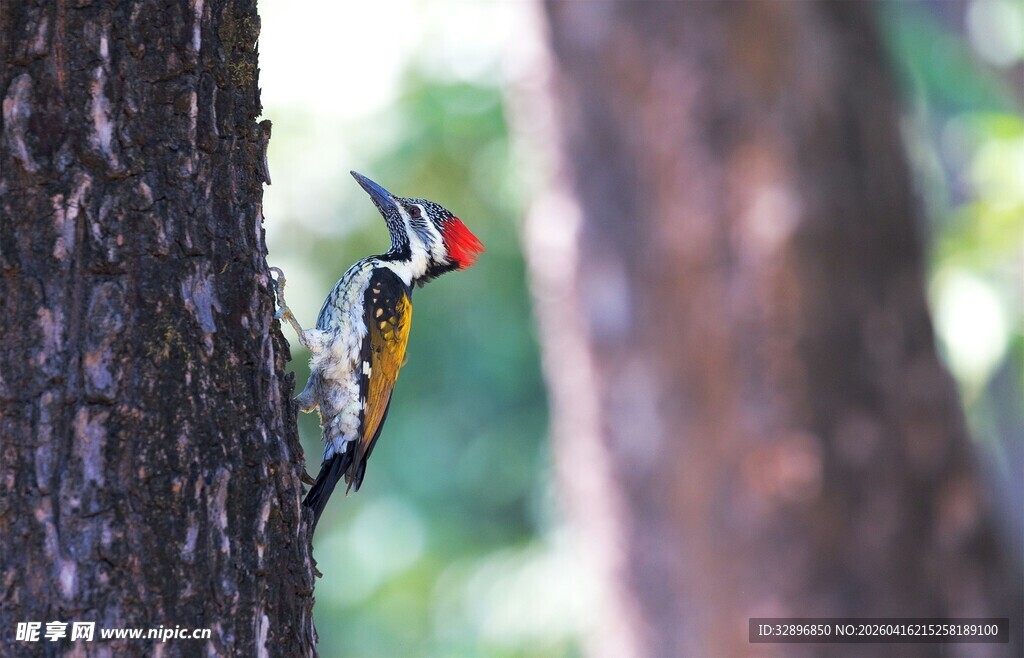 啄木鸟树干上专注觅食