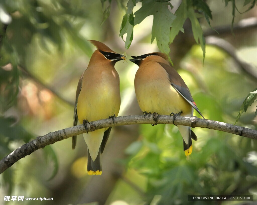 枝头双鸟亲昵相依
