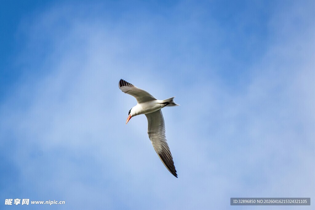 蓝天中翱翔的海鸥