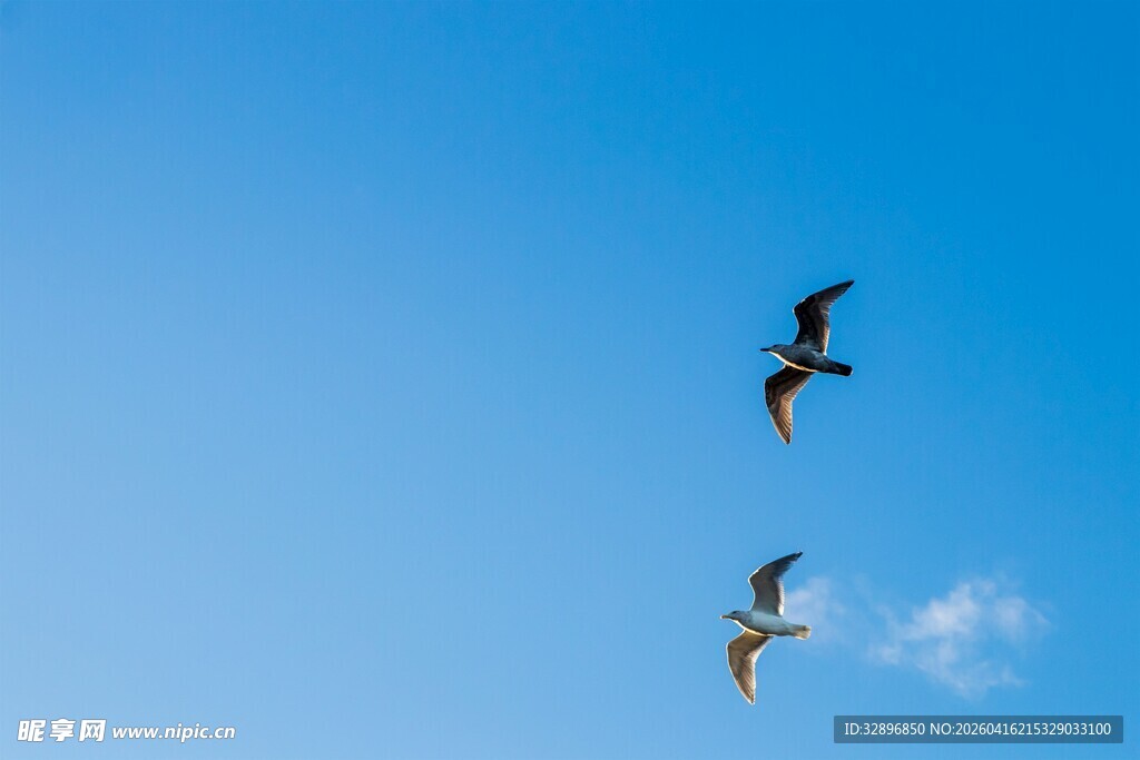 双鸟翱翔蓝天