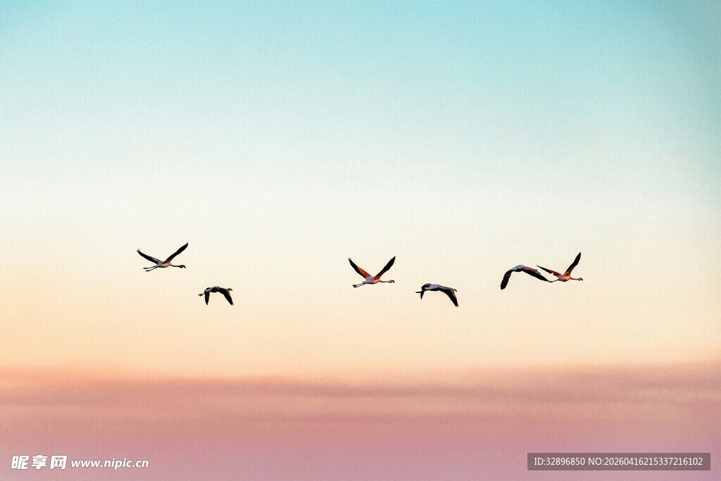 天空飞鸟的美丽瞬间