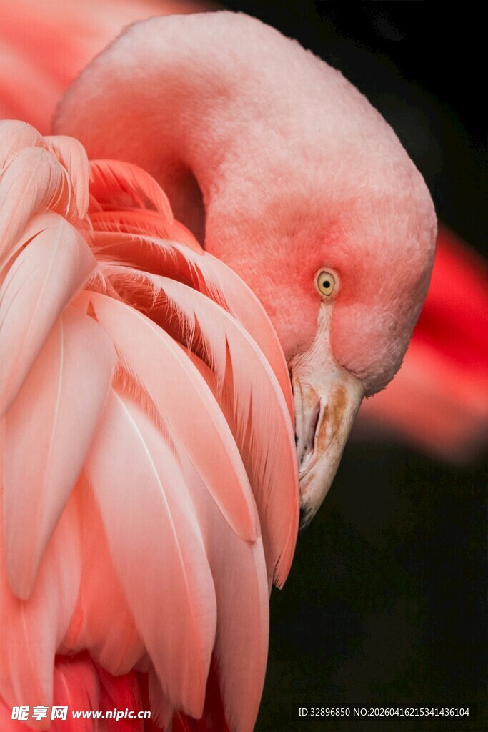 优雅火烈鸟的休憩姿态
