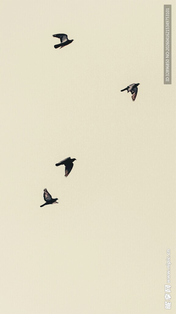 天空中飞翔的几只鸟儿
