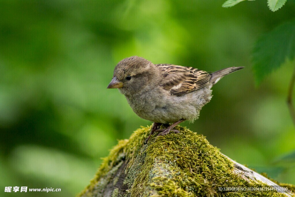 栖息于青苔树桩的小麻雀