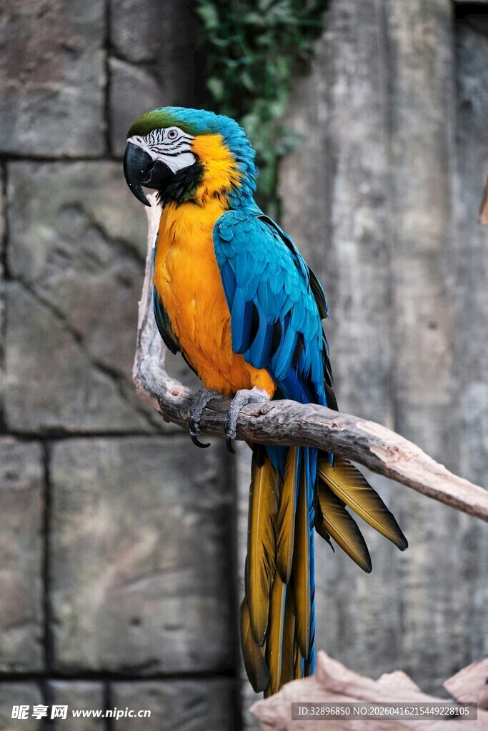 色彩艳丽的金刚鹦鹉