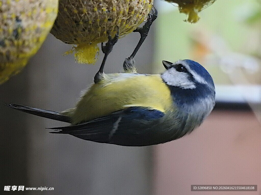 倒挂觅食的雀鸟