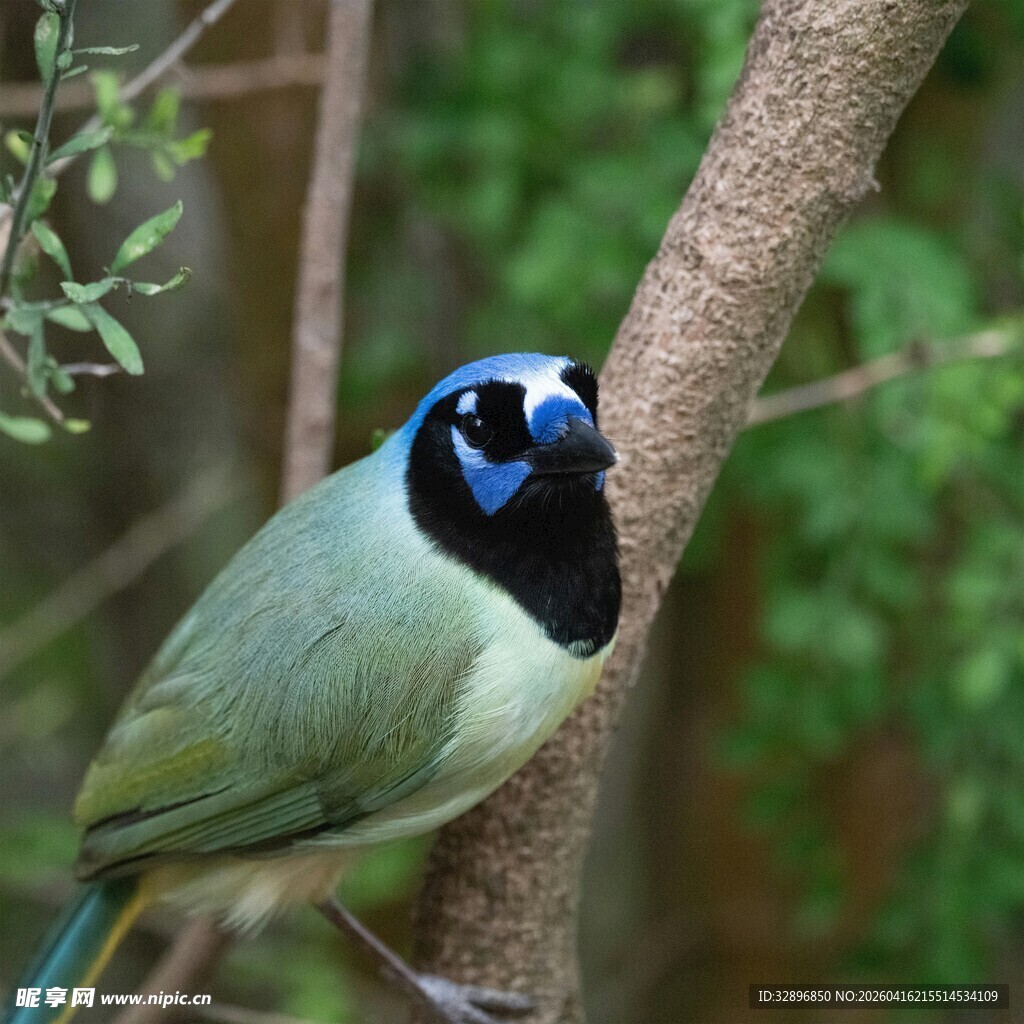 绿羽蓝面小鸟栖息枝头