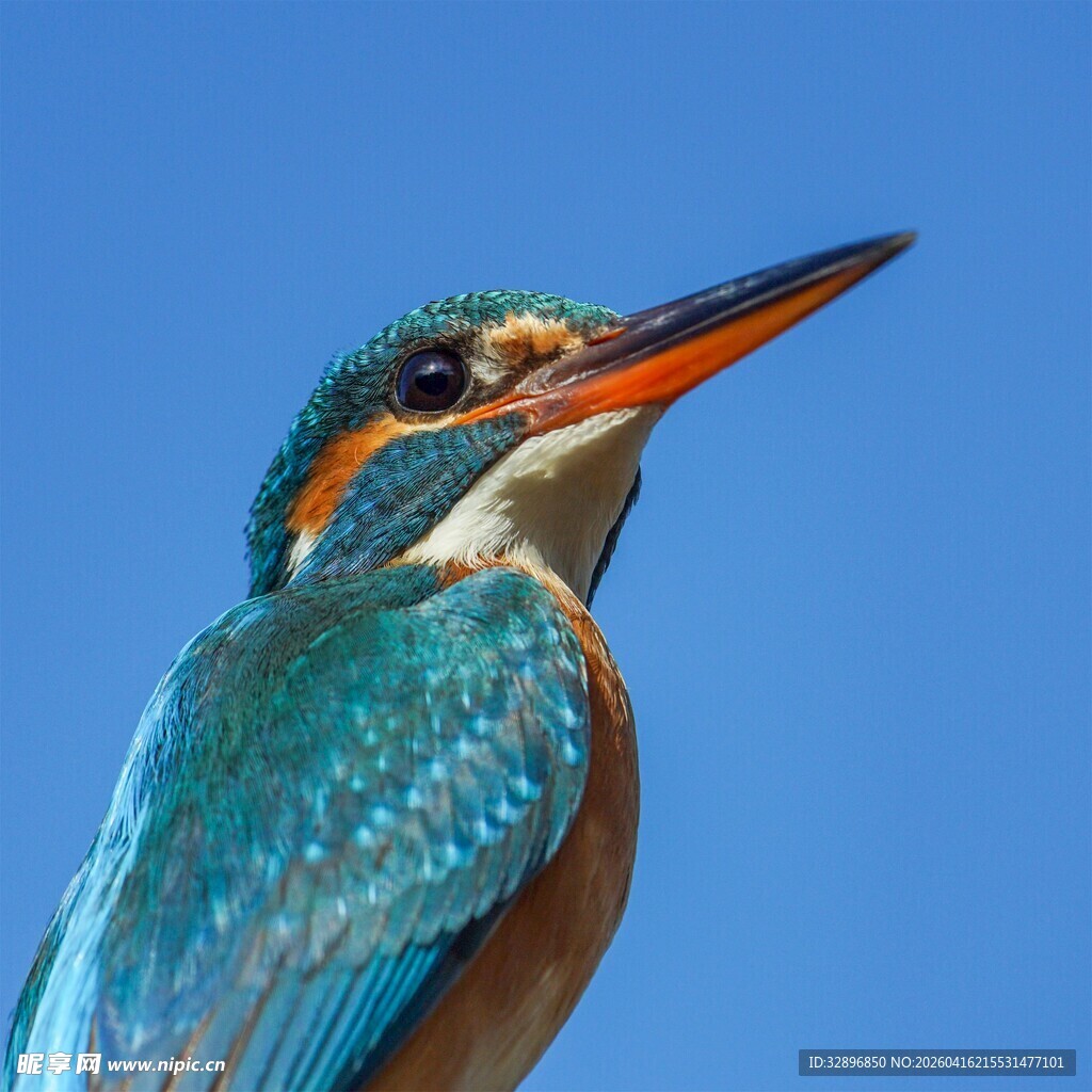 蓝羽翠鸟蓝天背景特写