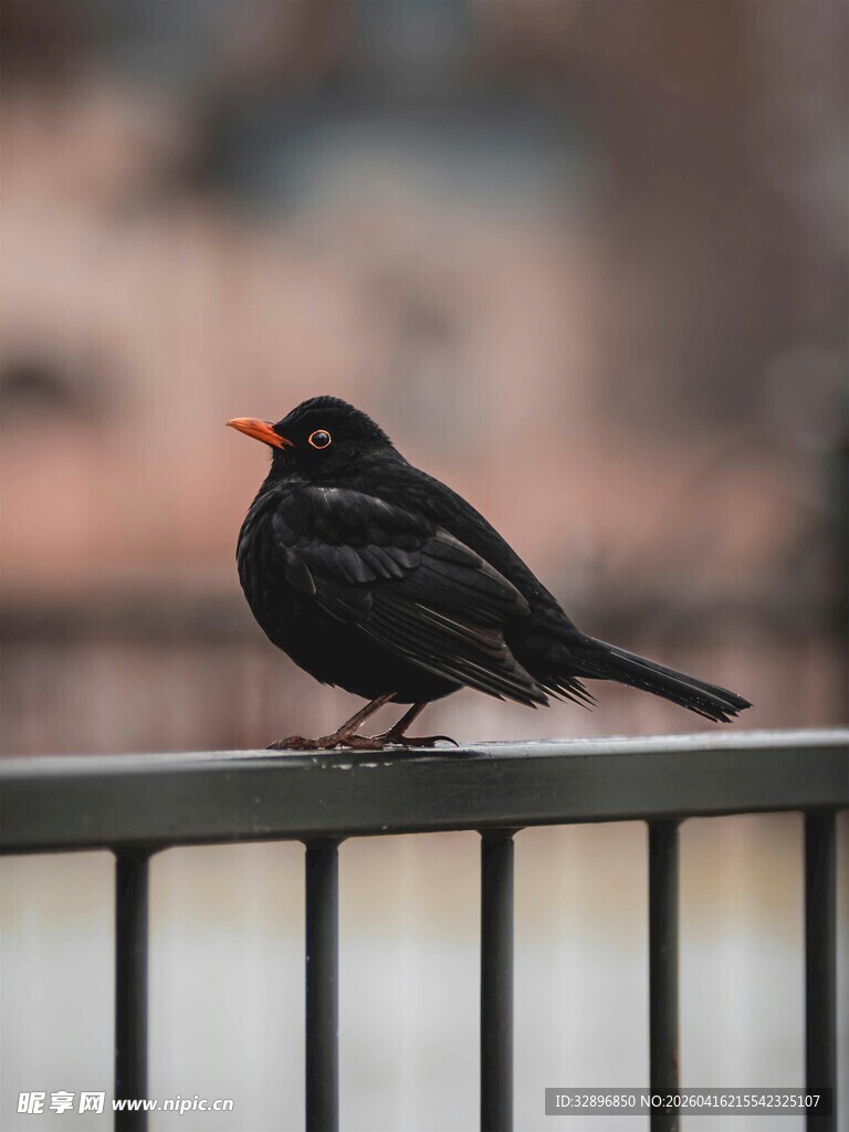 栏杆上的黑鸟
