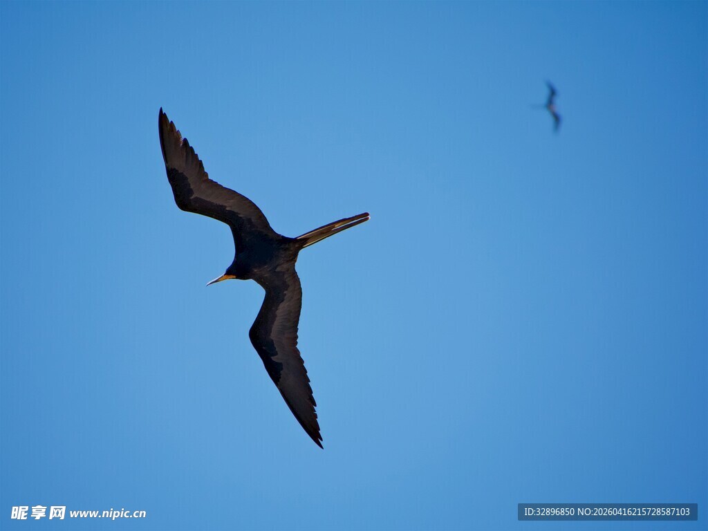 蓝天中展翅翱翔的飞鸟