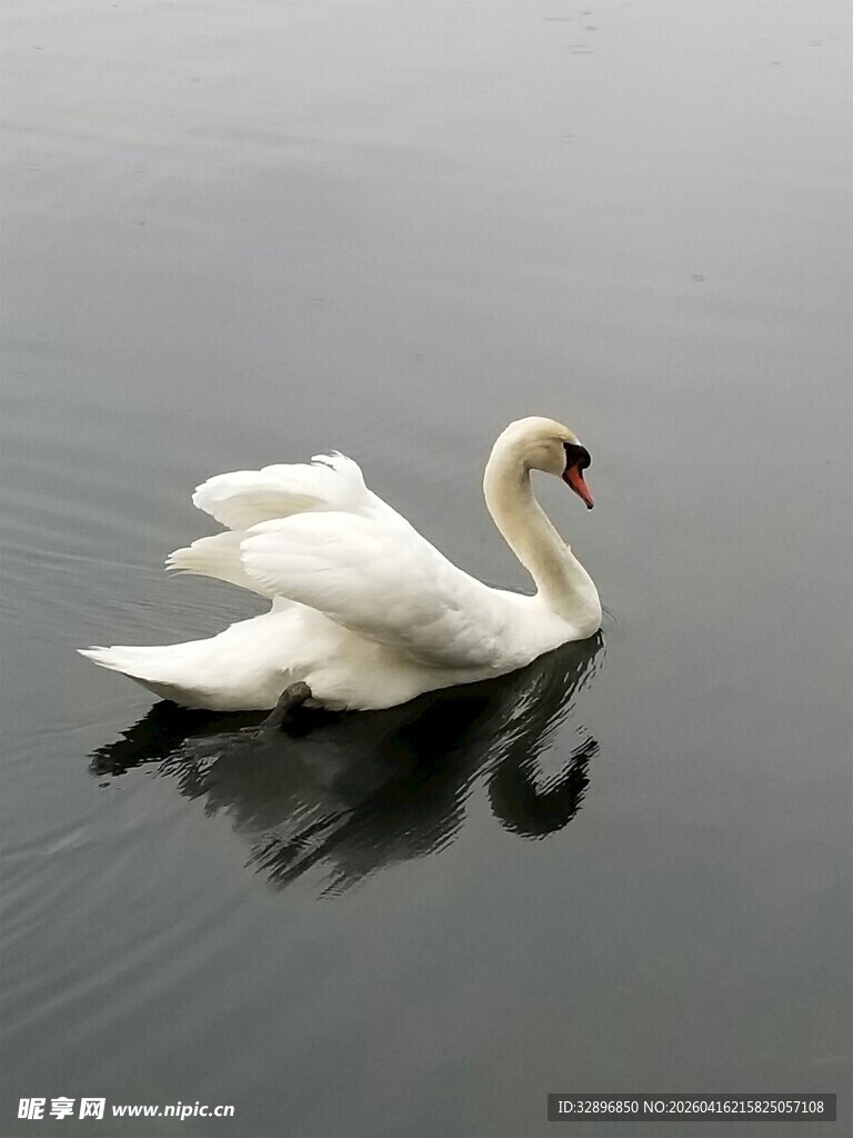 优雅天鹅于湖面悠然漂浮