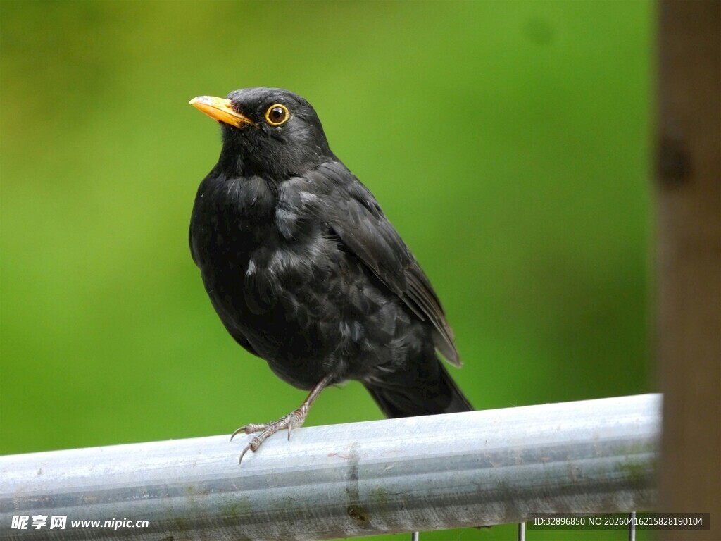 黑鸟栖于金属杆上