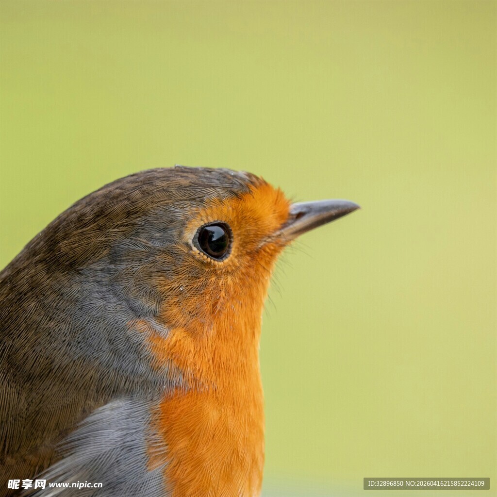 橙色胸脯小鸟特写