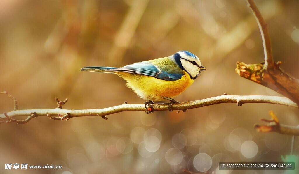 枝头俏立的多彩小鸟