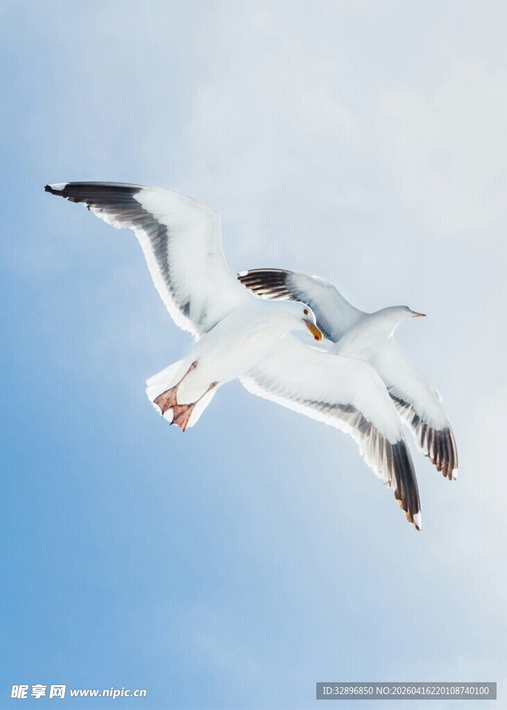 翱翔蓝天的海鸥