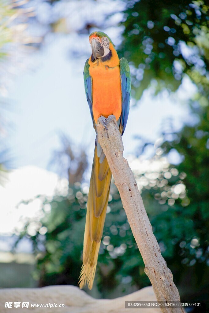 鹦鹉立于木枝上