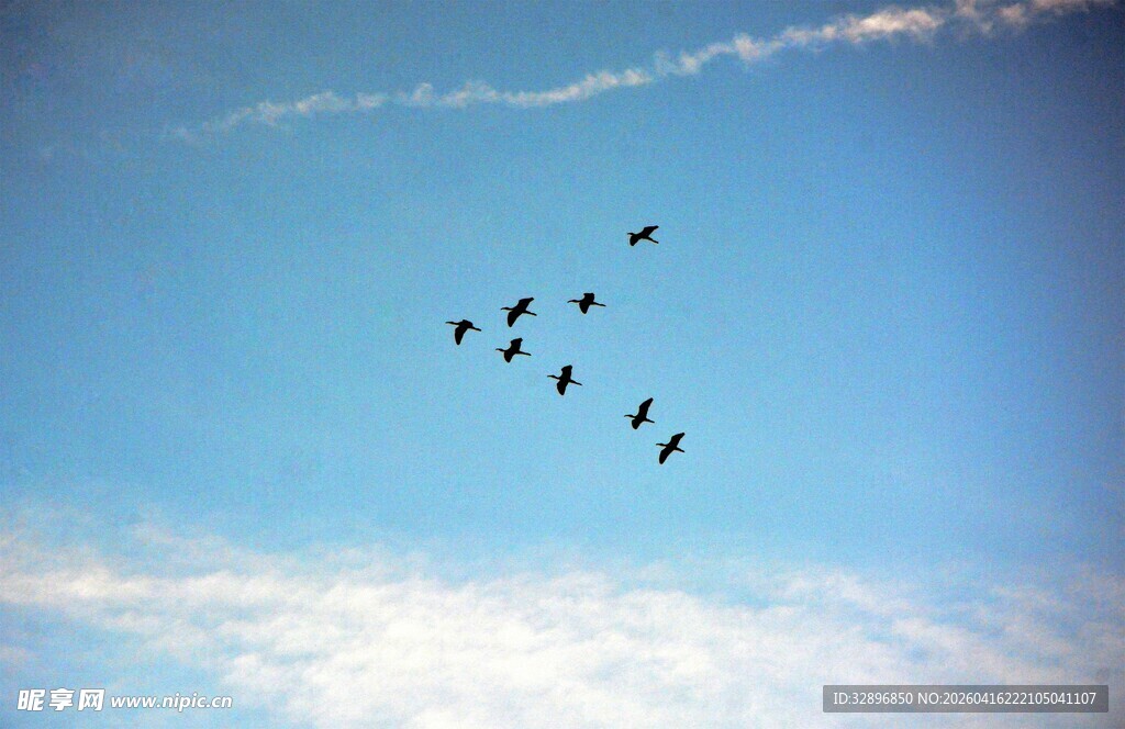 蓝天飞鸟群