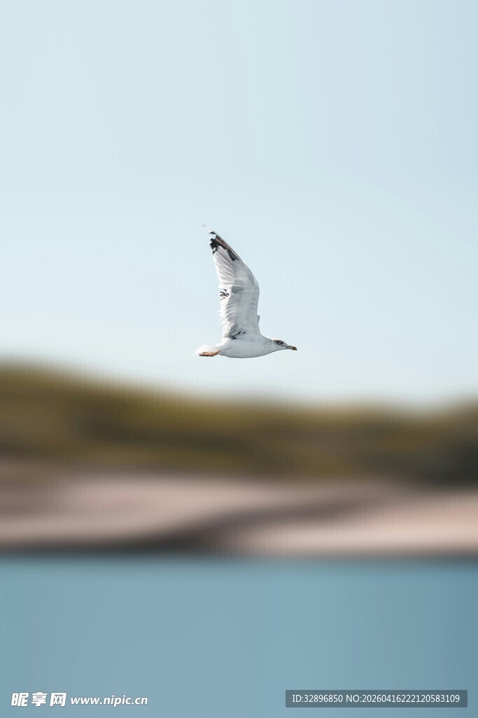 海鸥翱翔于蓝天碧水间