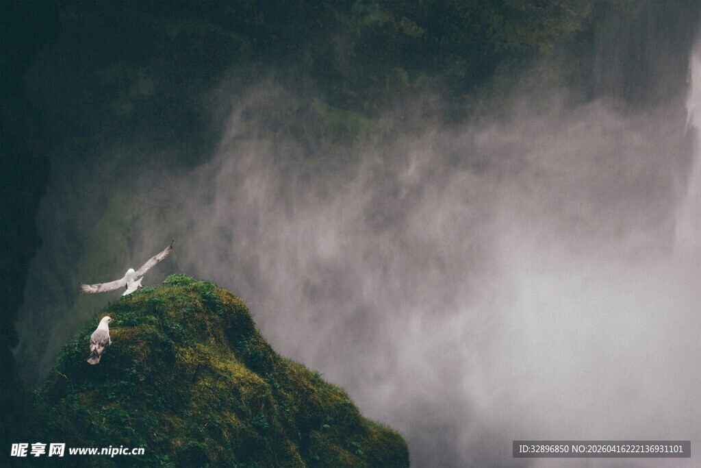 悬崖飞鸟云雾缭绕之景