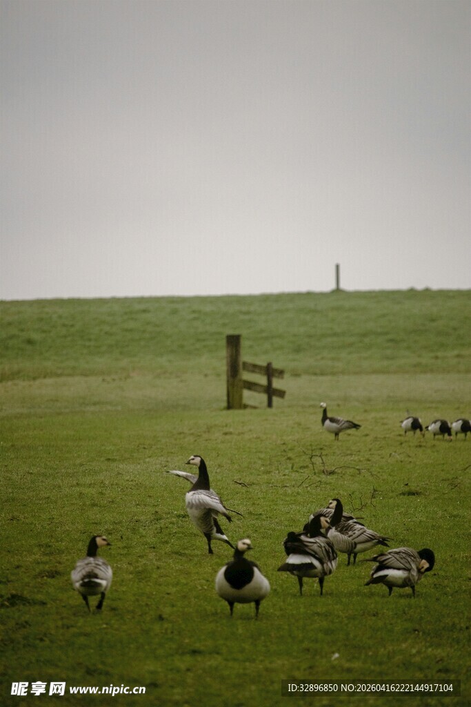 草原上的群鹅休憩景象