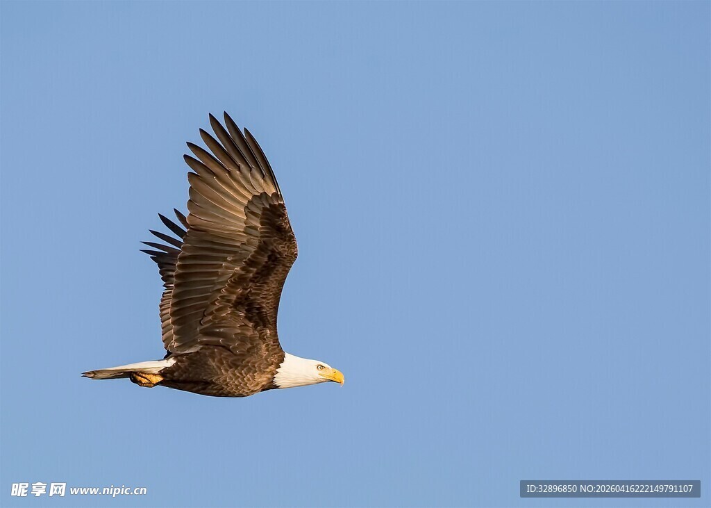 翱翔蓝天的雄鹰